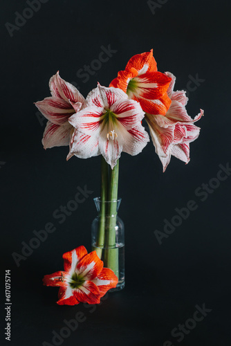 Beautiful white and red Amaryllis flowers in a glass vase on a black background.