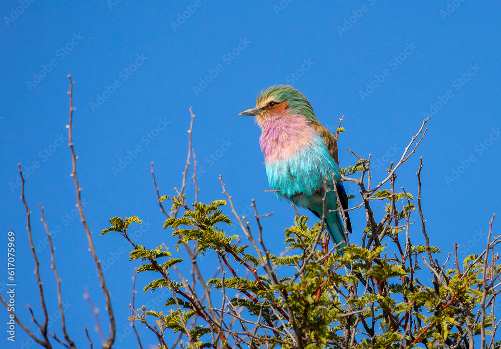Lilac-breasted roller