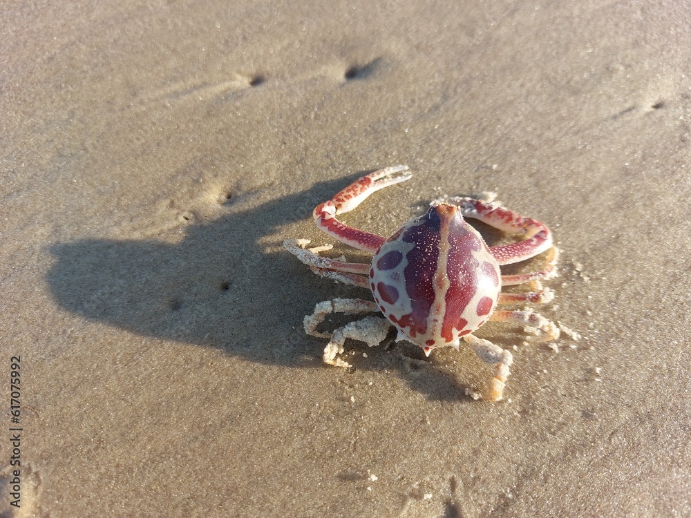crab on the sand in brazil