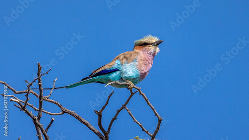 Obraz na płótnie Pretty bird - Lilac-breasted roller w salonie