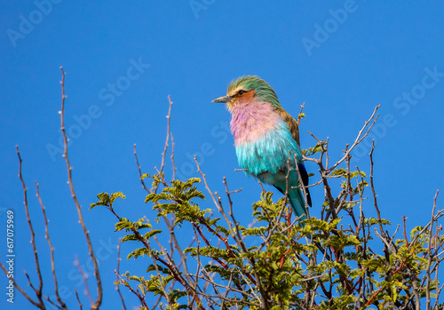 Obraz na płótnie Lilac-breasted roller w salonie
