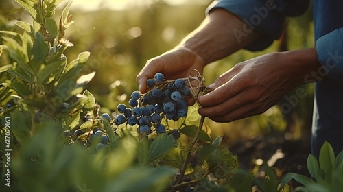 picking fresh blueberries on a plantation at sunset photo