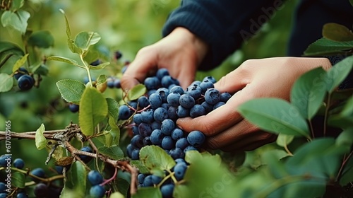 picking fresh blueberries on a plantation at sunset
