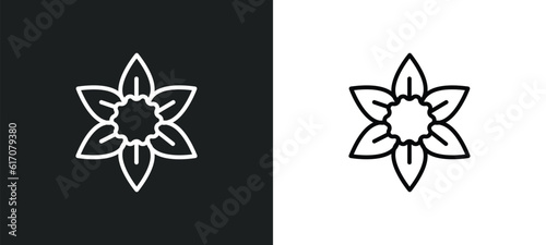 daffodil line icon in white and black colors. daffodil flat vector icon from daffodil collection for web, mobile apps and ui.
