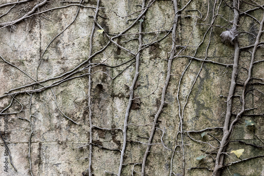 An old stone wall entwined with dry ivy stalks. Background to castles and fortresses. Imitation of desolation and devastation An old stone wall entwined with dry ivy stalks. Background to castles and fortresses. Imitation of desolation and devastation