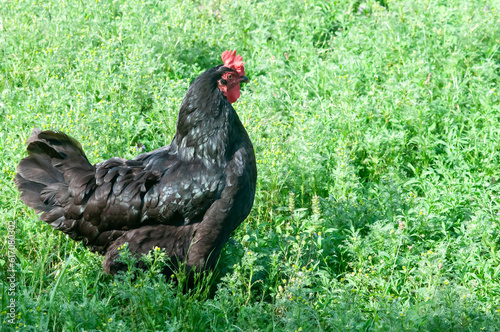 Chickens, rooster, legs, comb, black color