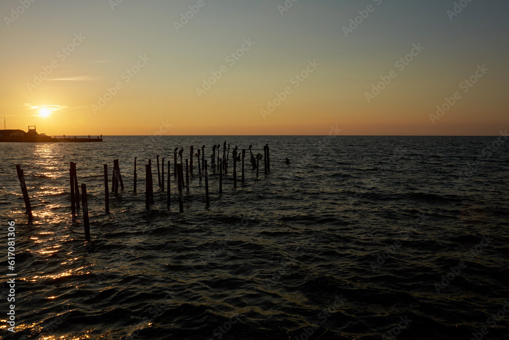 A flock of cormorants on wooden stilts in the sea at sunset. In the background is a pier with fishermen. Copy space A flock of cormorants on wooden stilts in the sea at sunset. In the background is a pier with fishermen. Copy space
