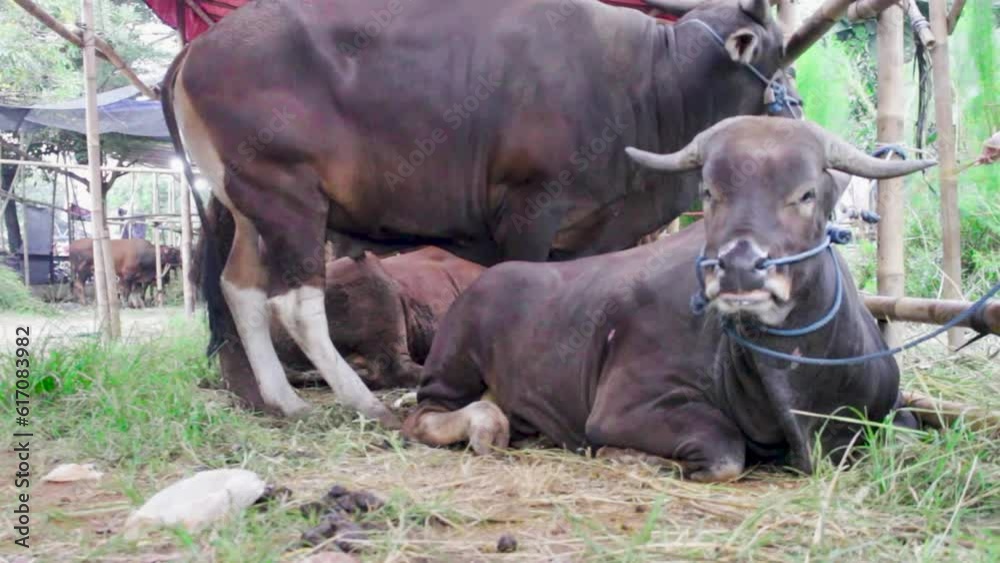 Typical bulls of eastern Indonesia. Typical bulls of eastern Indonesia.