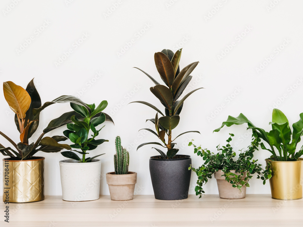 Houseplants in colored different pots on table against white wall Houseplants in colored different pots on table against white wall