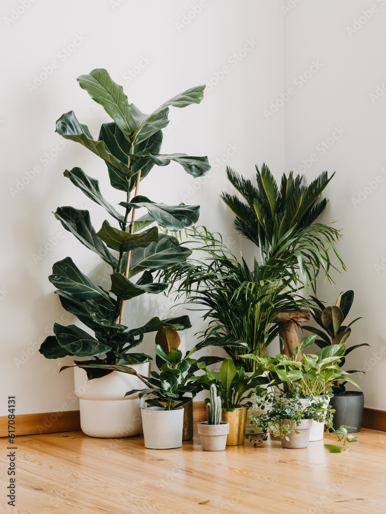 Interior with plants in living room on the floor. Composition of home garden plants industrial green interior.