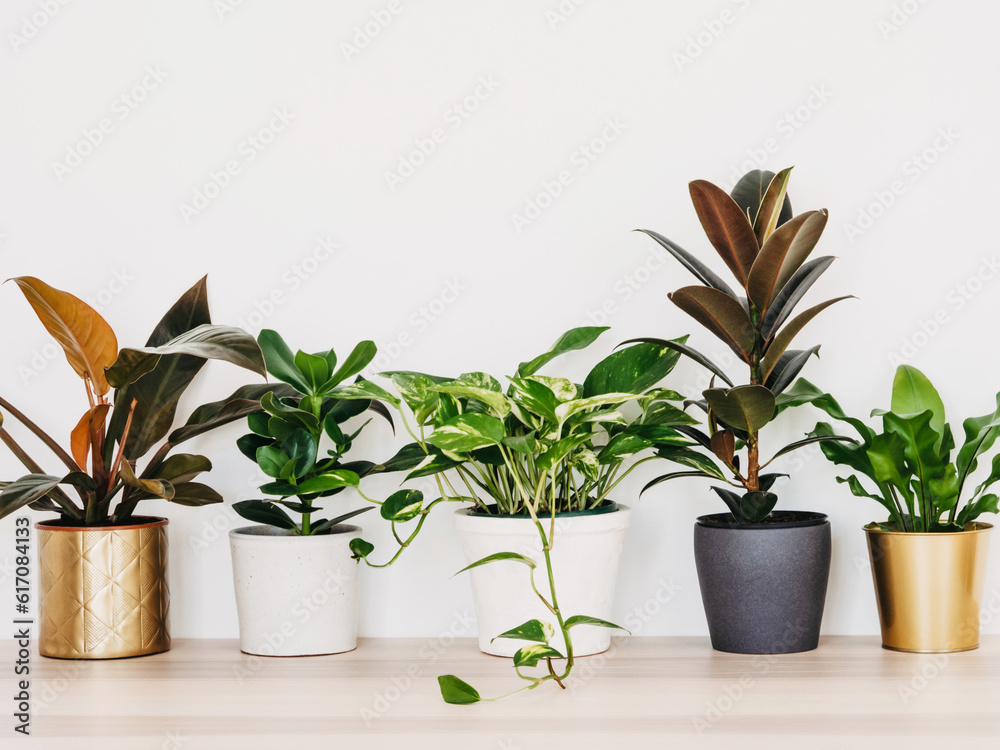 Houseplants in colored different pots on table against white wall