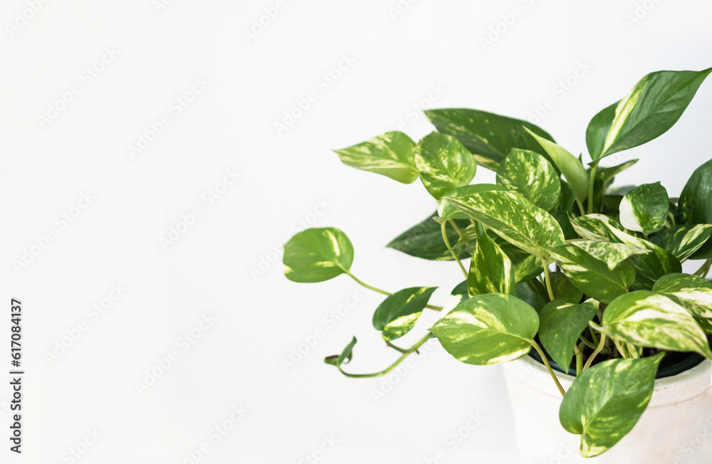 Fototapeta premium Philodendron houseplant in white pot on white background.