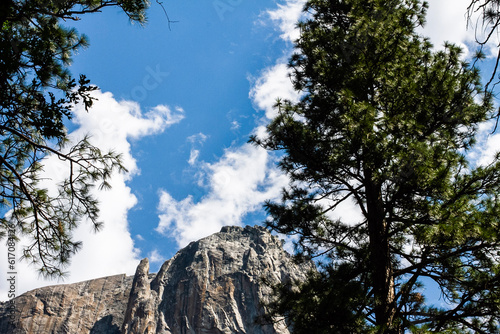 tree in the mountains