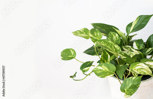 Philodendron houseplant in white pot on white background.