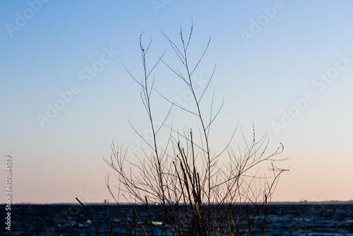 silhouette of a tree