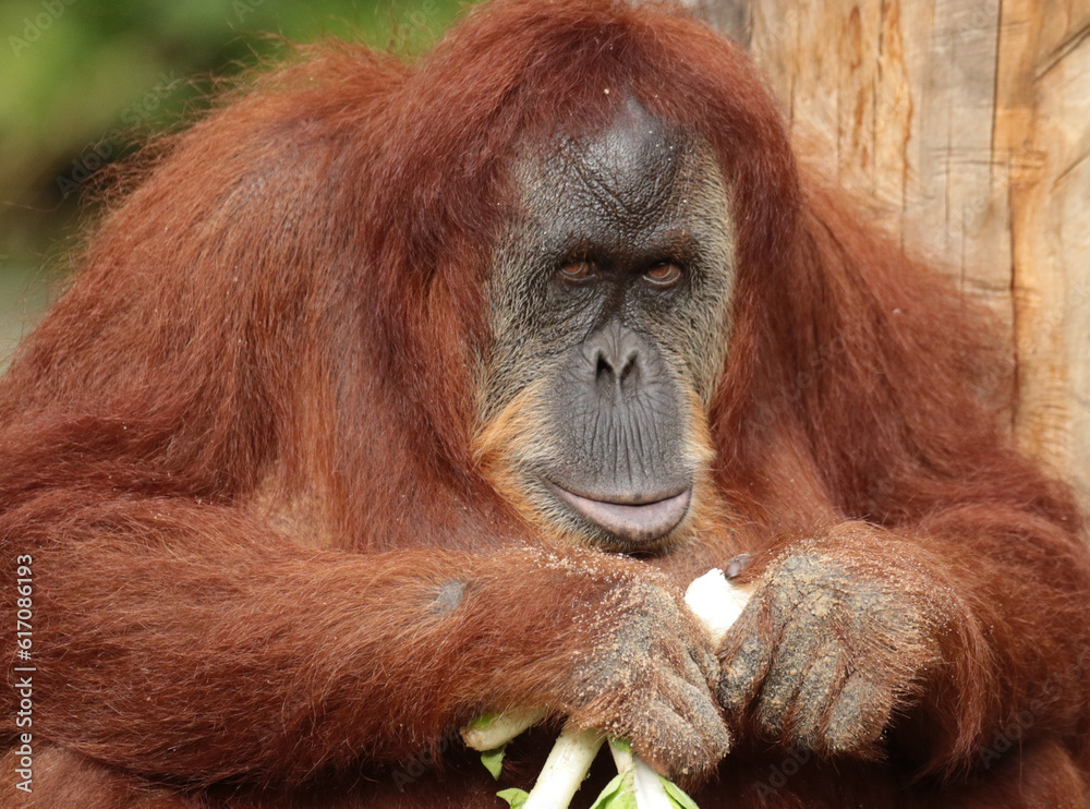 Obraz premium Monkeys are intelligent, agile, and social primates found in diverse habitats worldwide. With their dexterous hands, they exhibit remarkable curiosity and problem-solving skills.