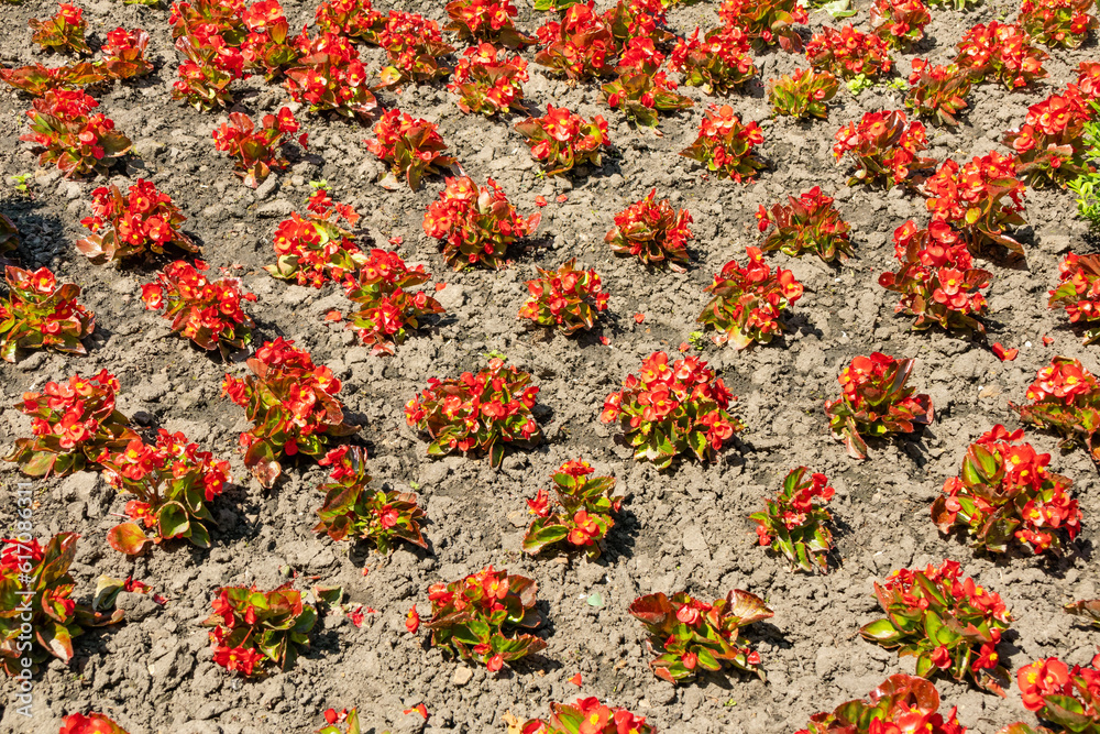 Red flower seedlings are planted in a flower bed on a sunny day close-up