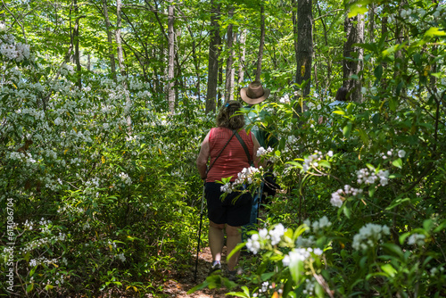 Photograph of a couple hiking through a grove of Mountain Laurel