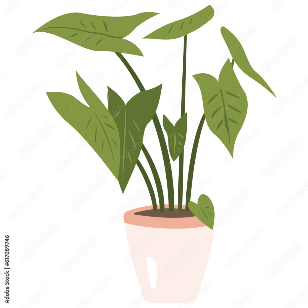 Nephthytis Plant Plant Color 2D Illustrations Nephthytis Plant Plant Color 2D Illustrations