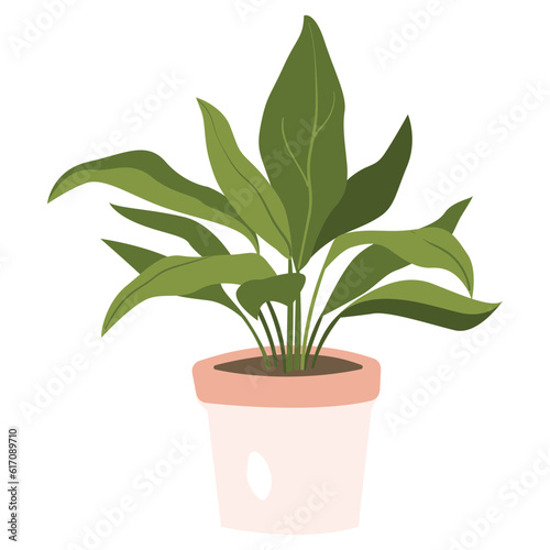 Cast Iron Plant Color 2D Illustrations
