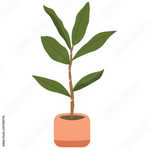 Fiddle Leaf Plant Color 2D Illustrations