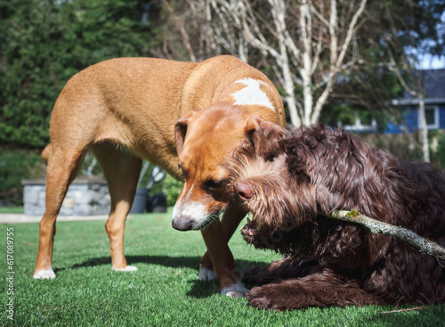 Two dogs chewing on a wood stick at the same time. Cute puppy dog friends playing in the grass with a branch. Resource guarding or dogy playdate. Labradoodle and Harrier mix dog. Selective focus. photo