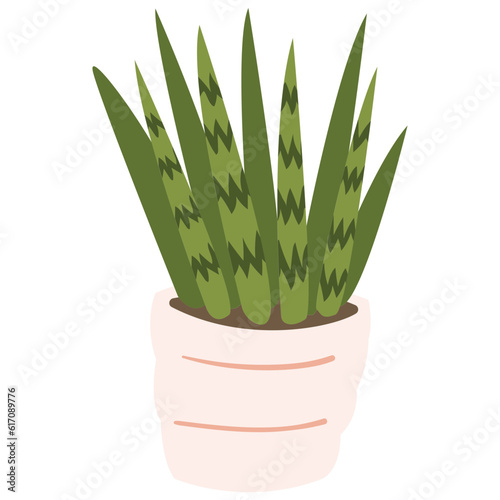 Sansevieria Starfish Plant Color 2D Illustrations