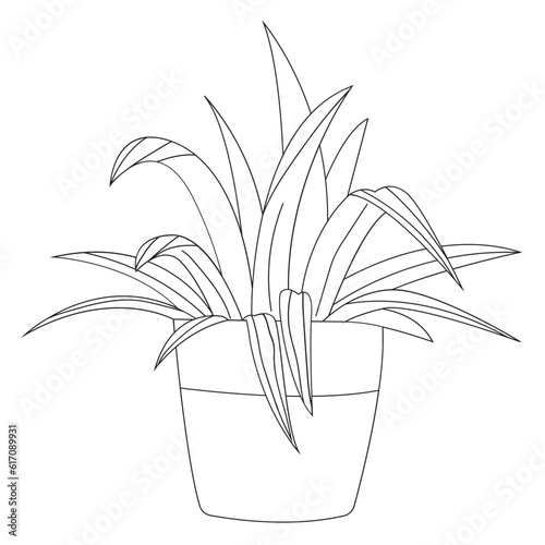 Spider Plant Plant Outline 2D Illustrations