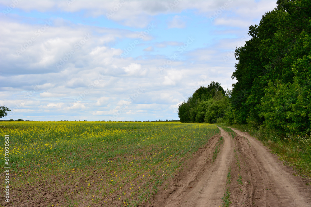 country road going along the forest and field with cloudscape on background, copy space country road going along the forest and field with cloudscape on background, copy space