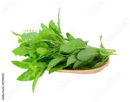 Holy basil on transparent png