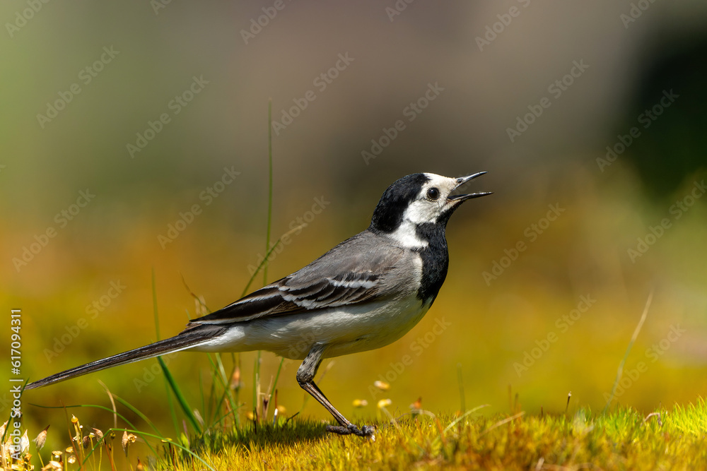Pied Wagtail or White Wagtail (Motacilla alba) hanging around a pond for a drink and some food in the Netherlands