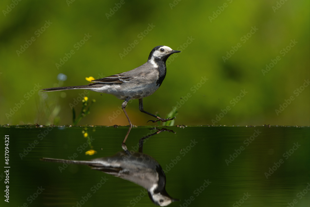Obraz premium Pied Wagtail or White Wagtail (Motacilla alba) hanging around a pond for a drink and some food in the Netherlands