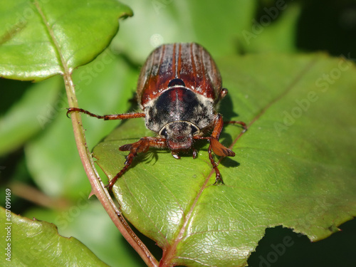 Male common cockchafer, also known as May bug or May beetle, (Melolontha melolontha) on green leaves of a rose plant
