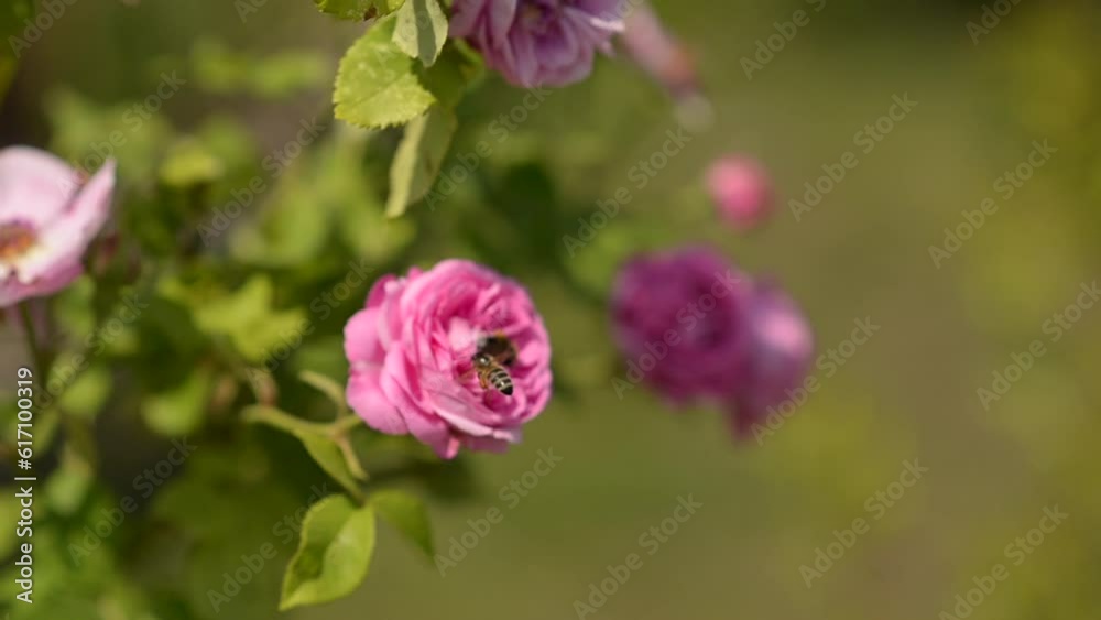 A beautiful rose against the green in the garden and flying bees A beautiful rose against the green in the garden and flying bees