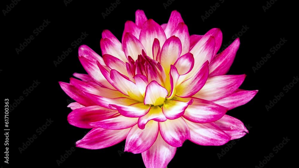 Pink White Dahlia Flower Opens in Time Lapse on a Black Background. The Red Plant Blooming Pink White Dahlia Flower Opens in Time Lapse on a Black Background. The Red Plant Blooming