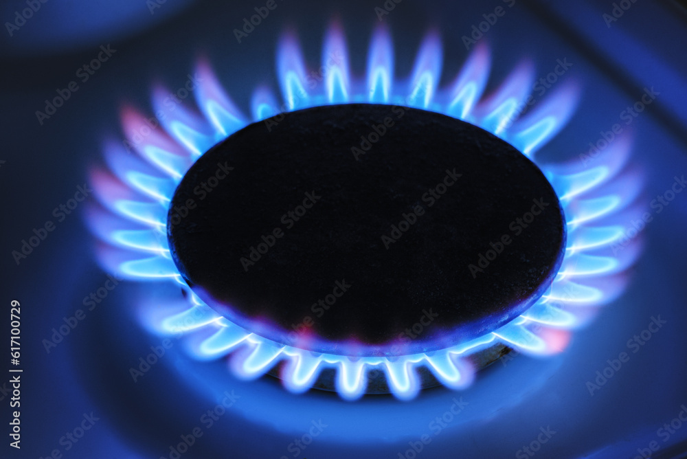 Closeup shot of a blue fire from a home cooking stove. Gas stove flame