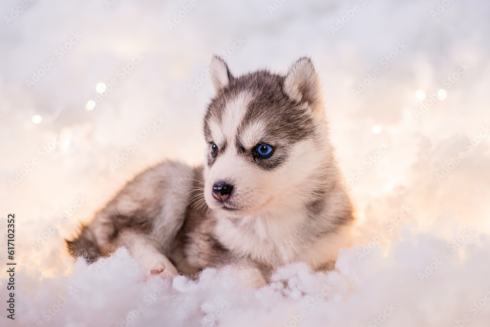 Fototapeta premium A little one and a half month old husky puppy on white fluff with luminous garlands.