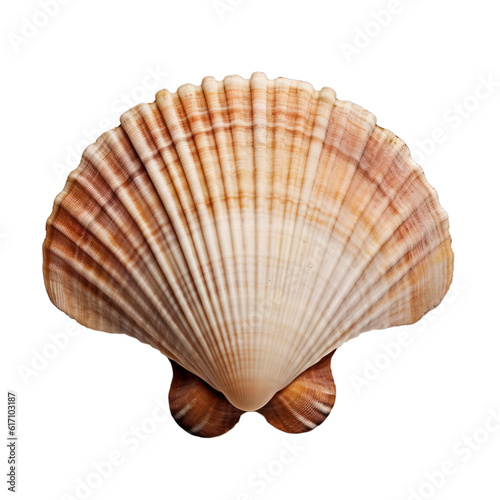A seashell isolated on a transparent background