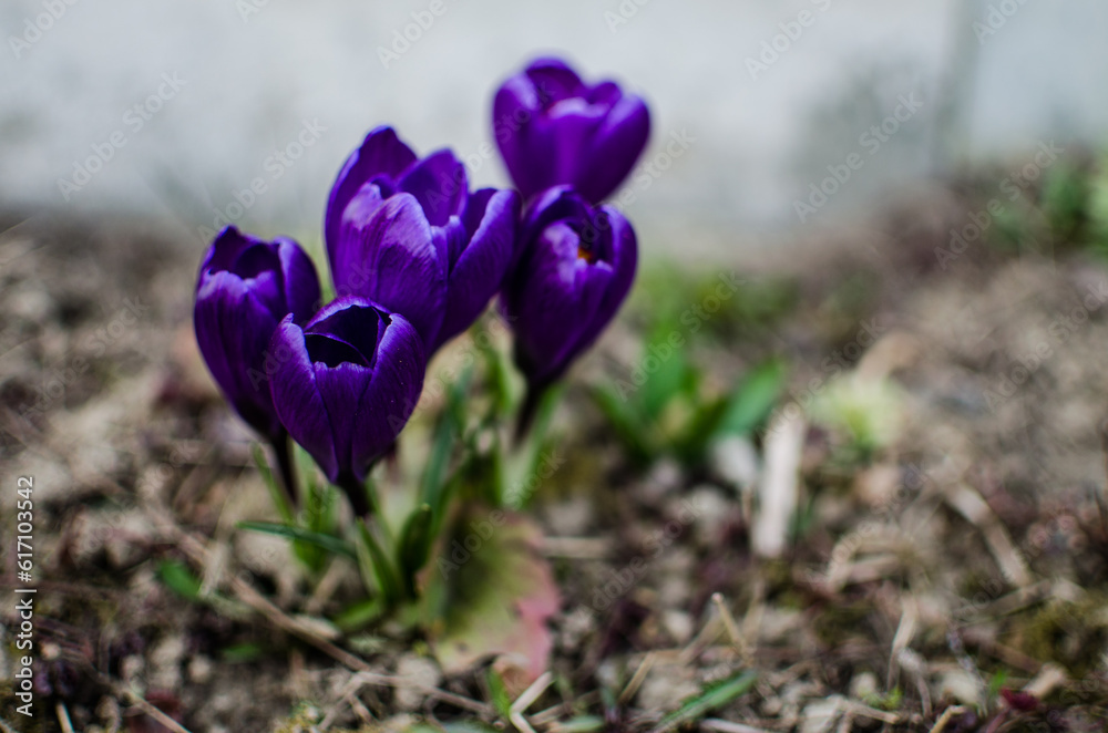 Little first spring flowers in the open air Little first spring flowers in the open air