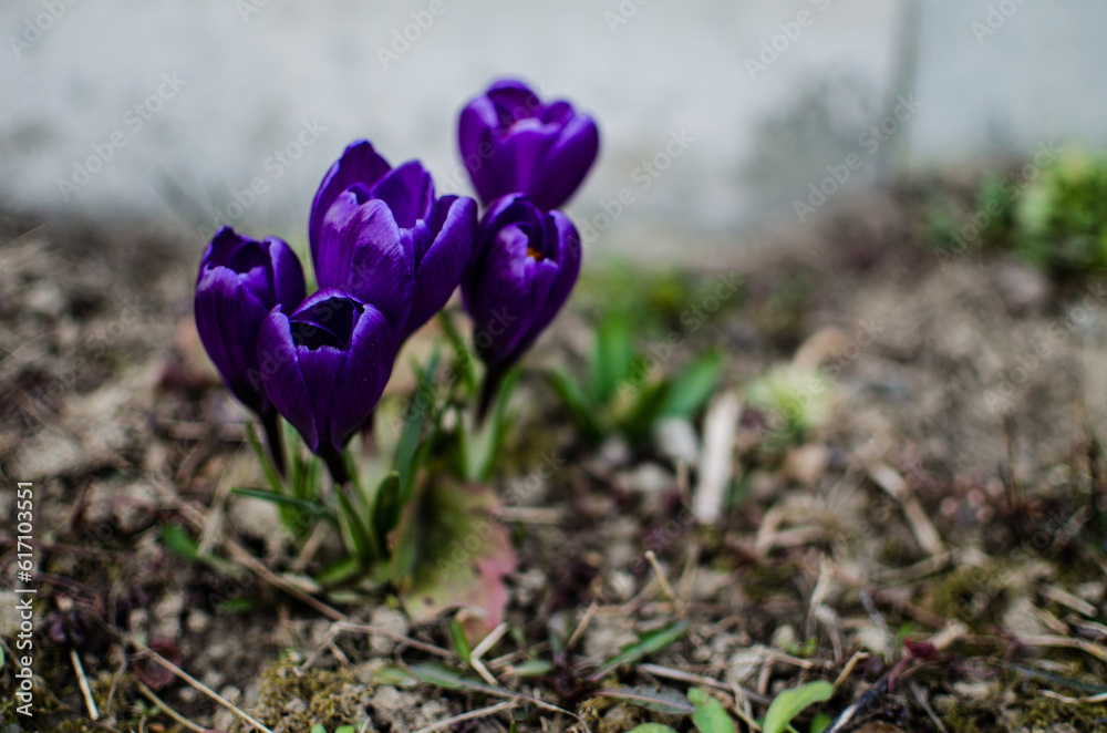 Little first spring flowers in the open air Little first spring flowers in the open air