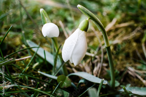 Little first spring flowers of snowdrops bloom outdoors in the spring