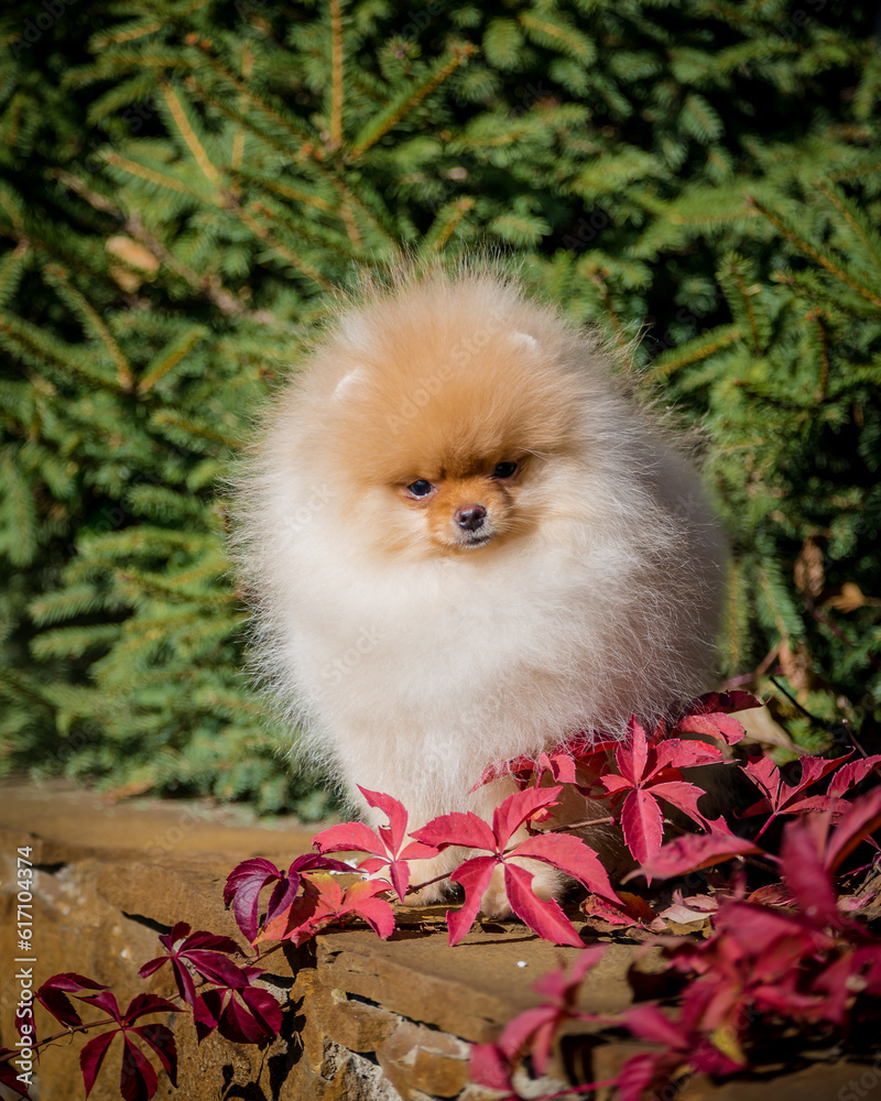 A cute fluffy puppy sits near beautiful red leaves. The breed of the dog is the Pomeranian