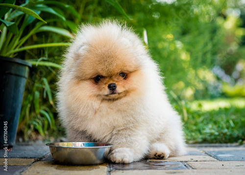 A cute fluffy puppy sits near a bowl. The breed of the dog is the Pomeranian