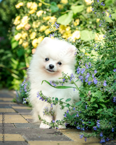  A cute white puppy is sitting near the flowers. The breed of the dog is the Pomeranian