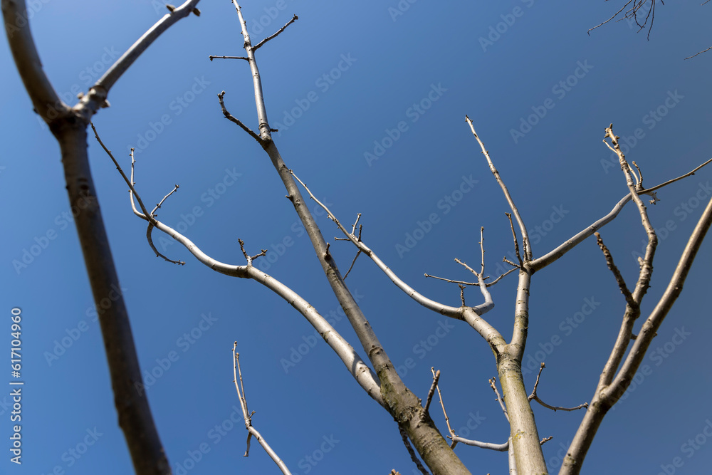 Manchurian walnut tree in sunny weather in early spring Manchurian walnut tree in sunny weather in early spring