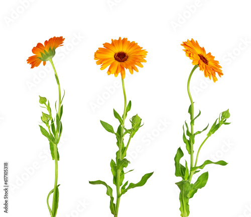Print op canvas Calendula officinalis flower isolated on white or transparent background