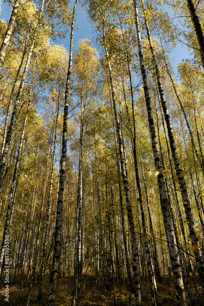 Autumn forest with a large number of birch trees Autumn forest with a large number of birch trees