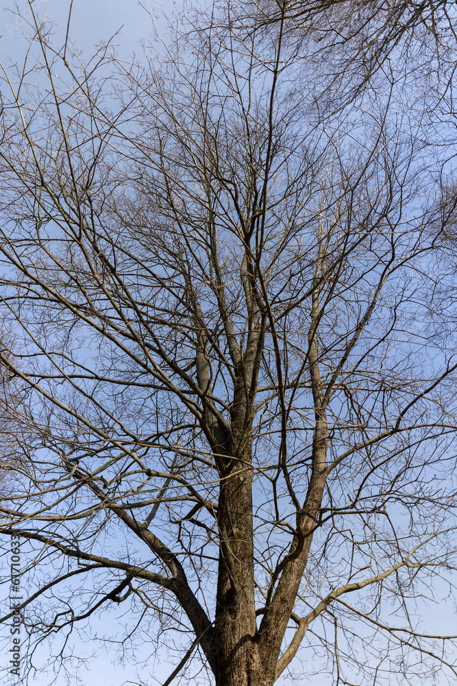 Branches of deciduous trees in the park in spring sunny weather Branches of deciduous trees in the park in spring sunny weather