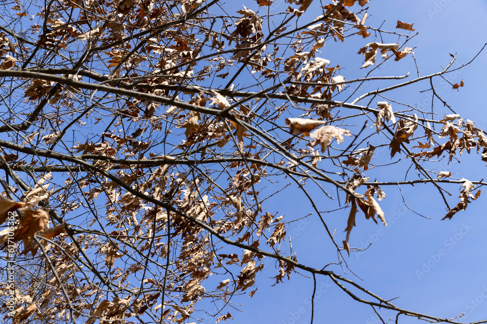 Branches of oak trees in the park in spring sunny weather Branches of oak trees in the park in spring sunny weather