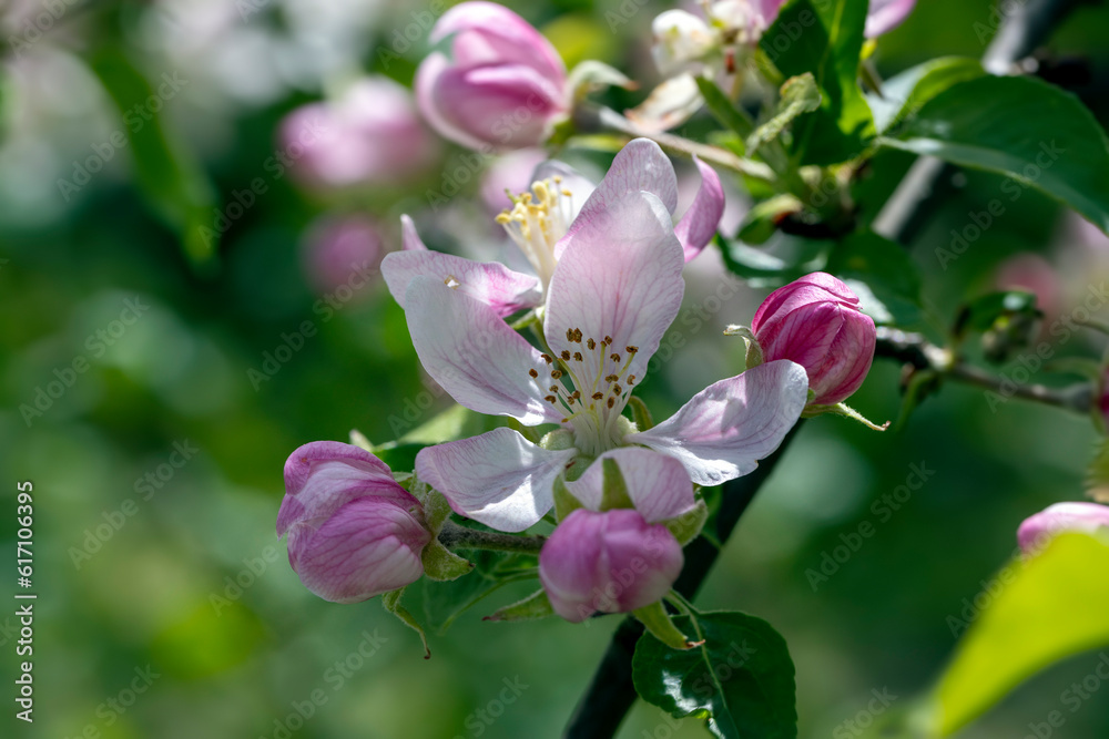 white and pink apple blossoms during spring flowering